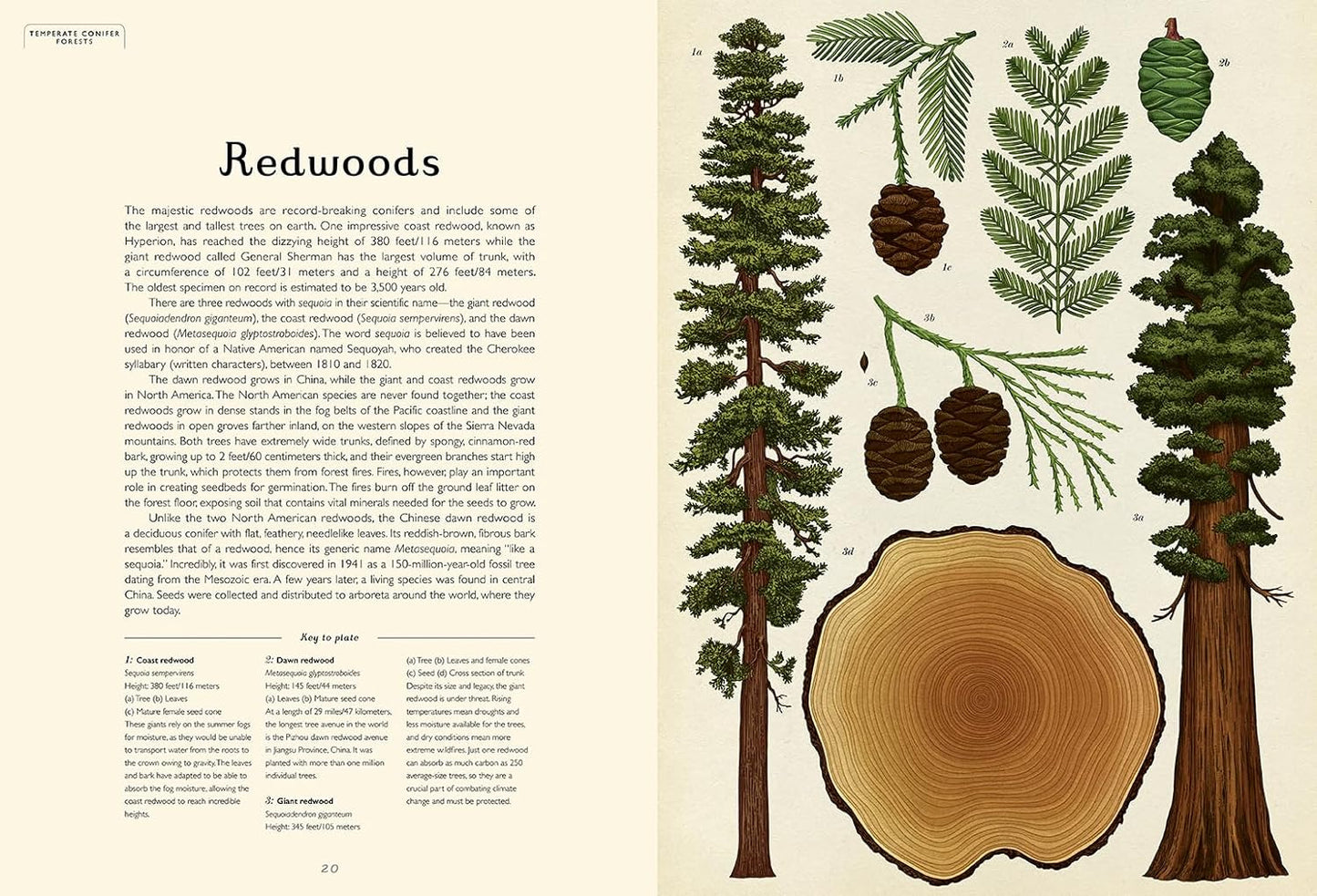 ARBORETUM BY KATIE SCOTT AND TONY KIRKHAM