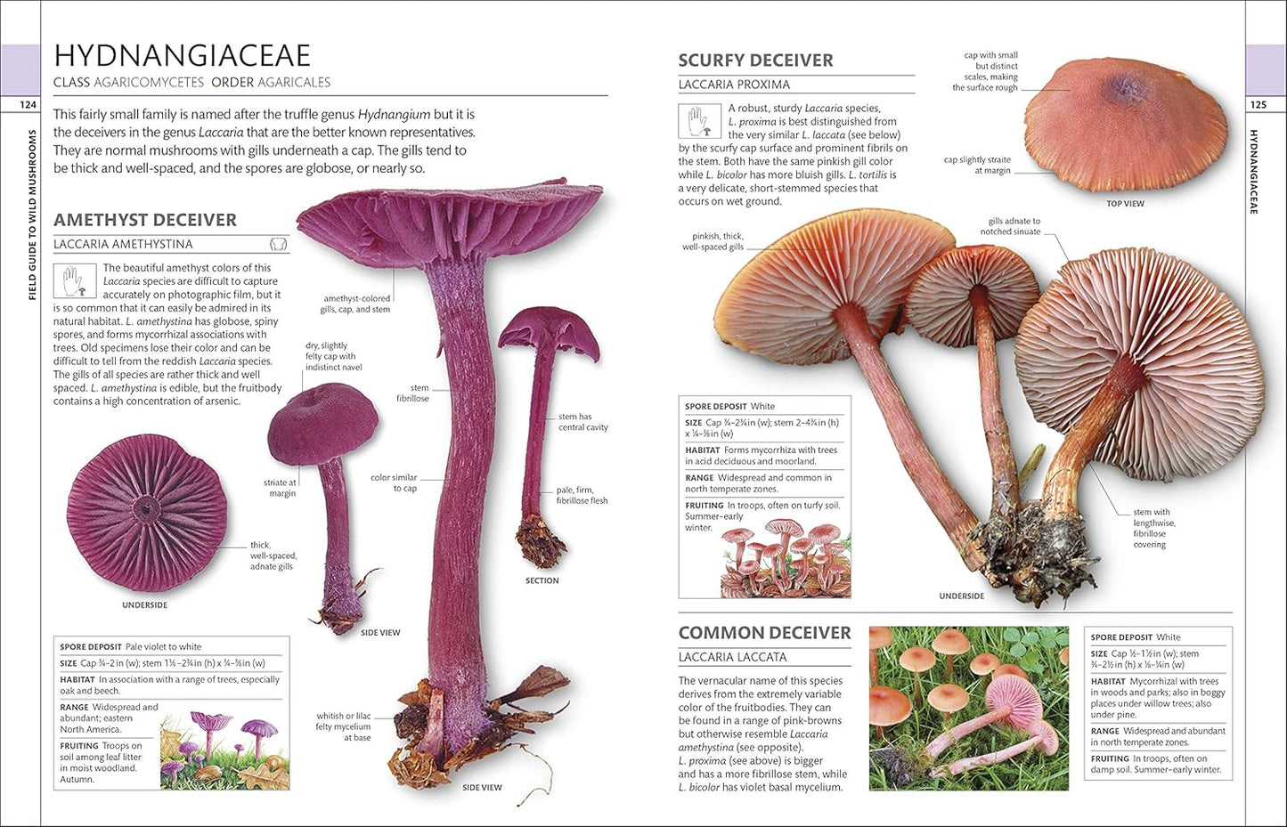 MUSHROOMS: HOW TO IDENTIFY AND GATHER WILD MUSHROOMS AND OTHER FUNGI (DK GUIDE)