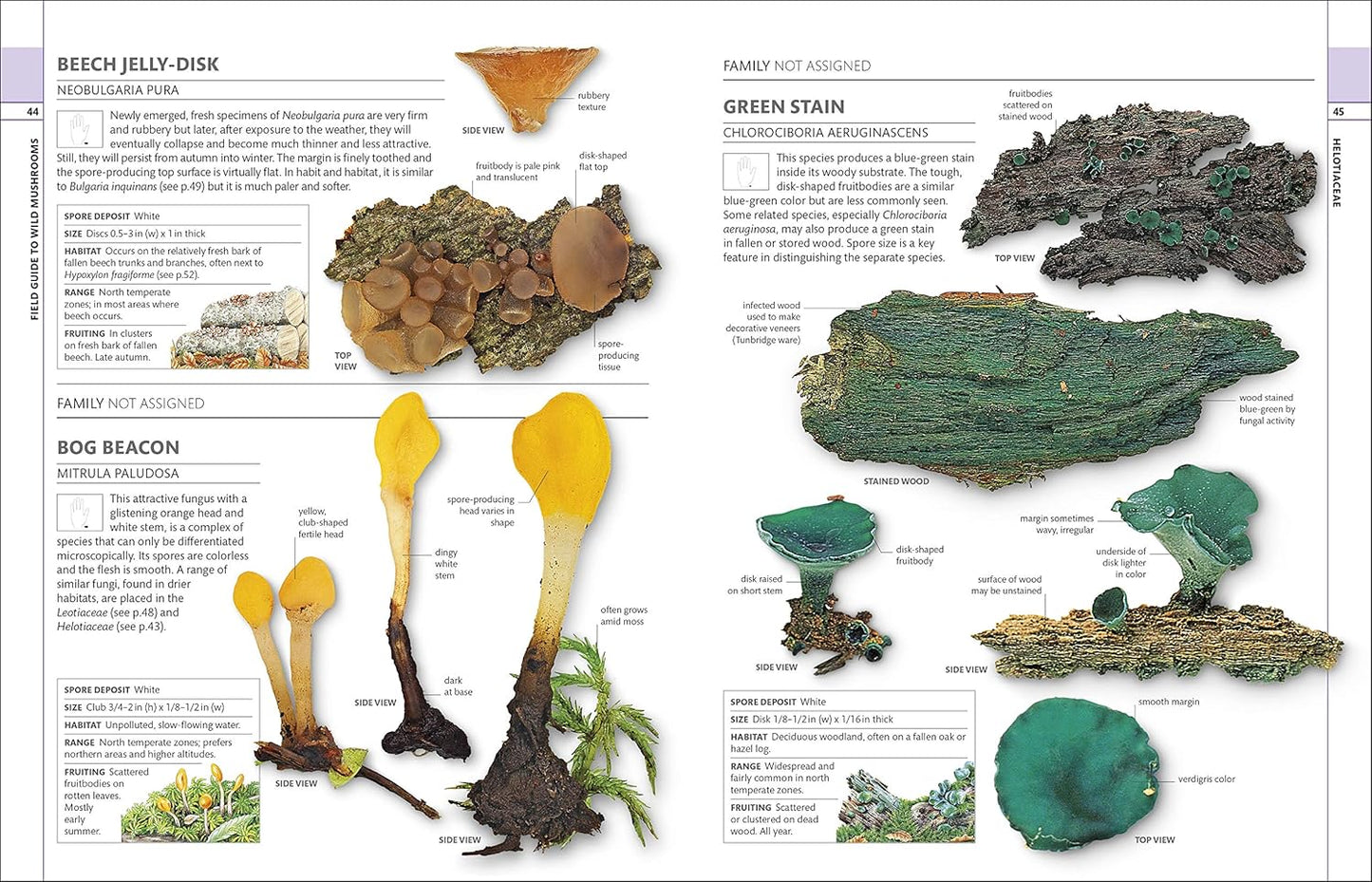 MUSHROOMS: HOW TO IDENTIFY AND GATHER WILD MUSHROOMS AND OTHER FUNGI (DK GUIDE)