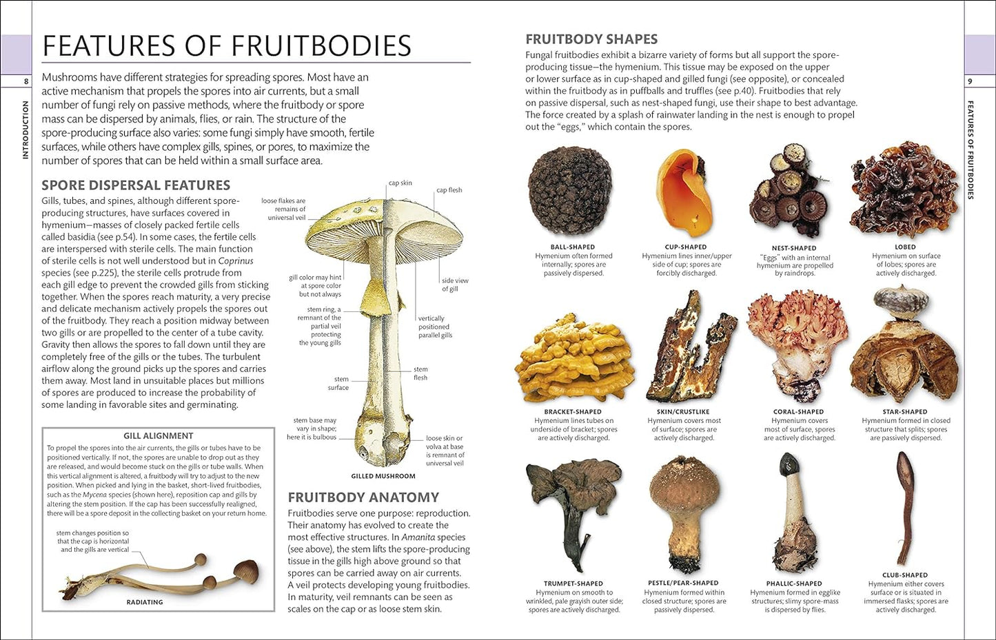 MUSHROOMS: HOW TO IDENTIFY AND GATHER WILD MUSHROOMS AND OTHER FUNGI (DK GUIDE)