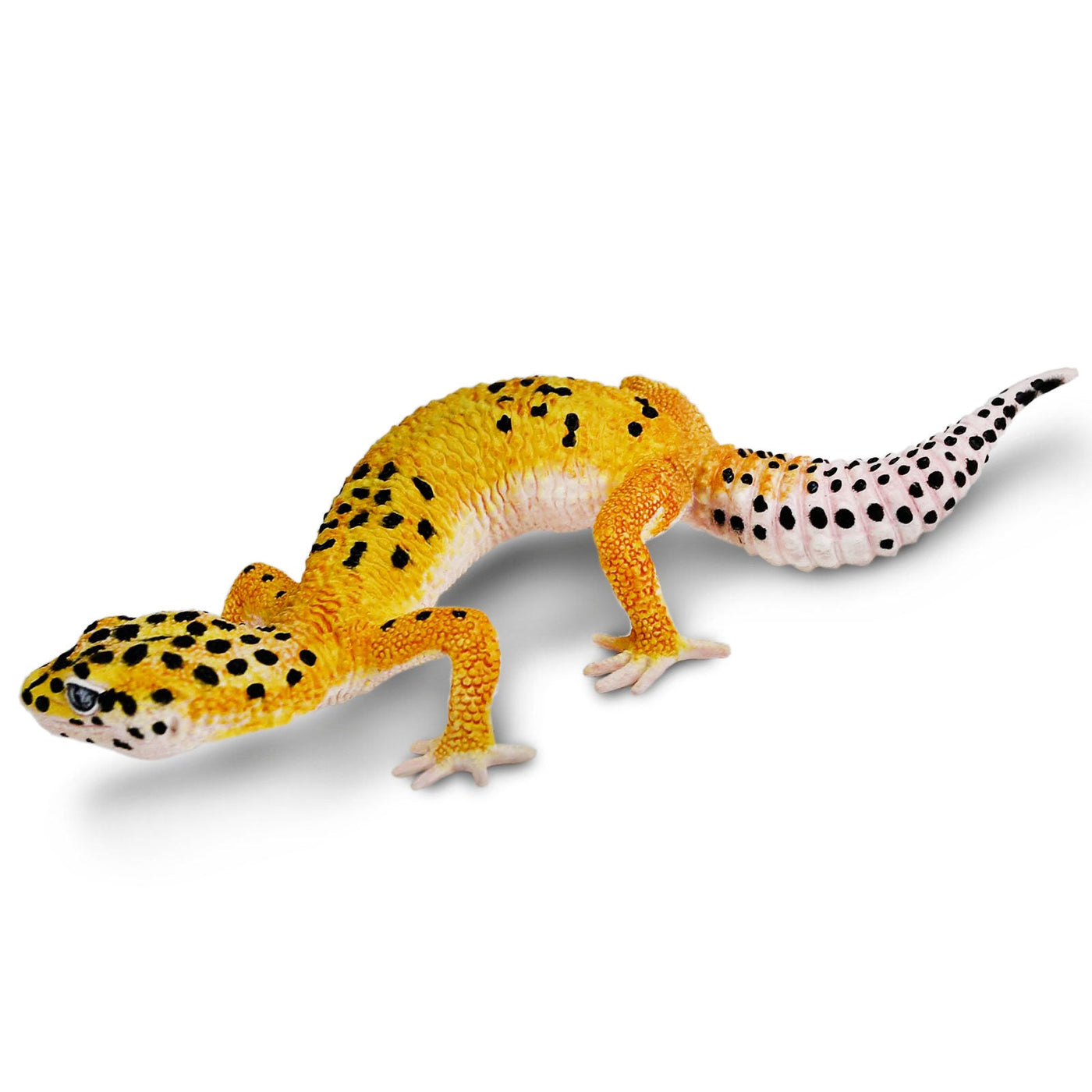 LEOPARD GECKO