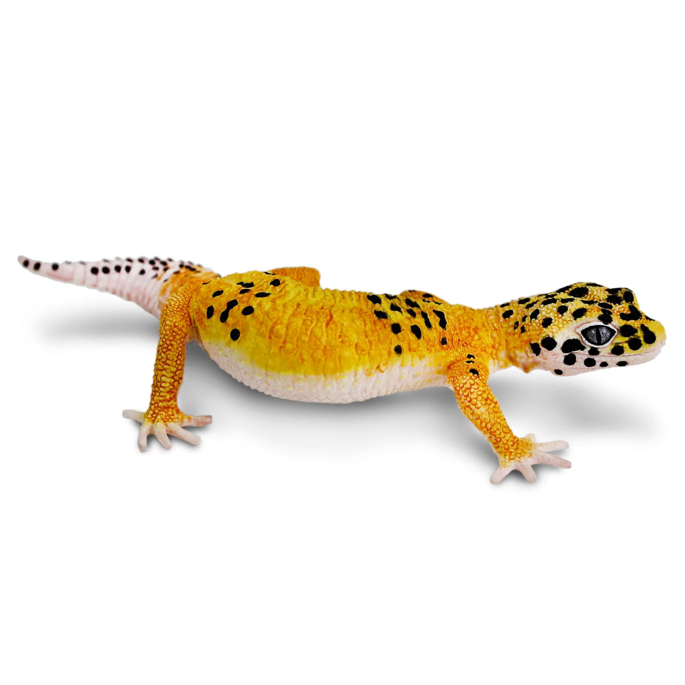 LEOPARD GECKO